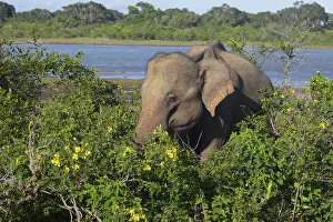 Indian elephants in natural habitat
