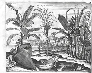 Indian Figgs, The herb of the Bamboe Canes