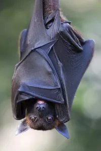 Indian flying fox or greater Indian fruit bat (Pteropus giganteus) hanging