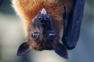 Indian Flying Fox (Pteropus giganteus), captive