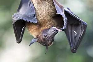Indian Flying Fox (Pteropus giganteus), captive