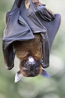 Indian Flying Fox (Pteropus giganteus), captive