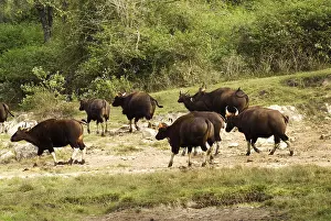Indian gaur or bison bos gaurus