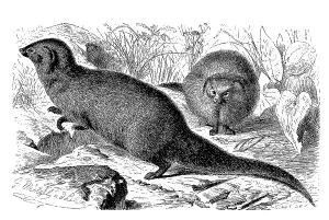 Indian gray mongoose (Herpestes edwardsii)
