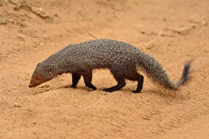 Indian gray mongoose (Herpestes edwardsii)