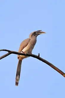 Indian Grey Hornbill (Ocyceros birostris)