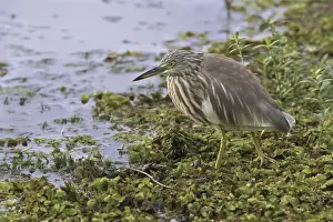 Indian indian pond heron (Ardeola grayii) adult