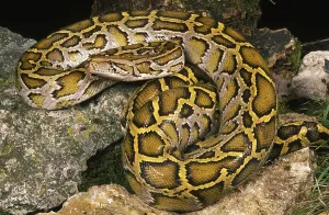 INDIAN Indian python (python molurus)