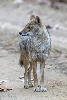 Indian jackal (Canis aureus indicus)
