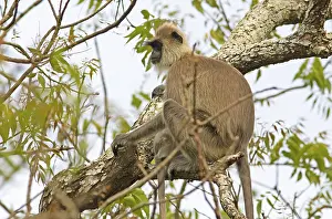 Indian langur (Semnopithecus) on a tree