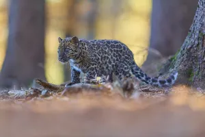 Indian leopard (Panthera pardus fusca)