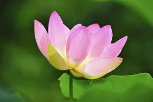 Indian lotus (Nelumbo nucifera)