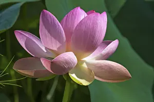 Indian lotus, also sacred lotus or bean of India (Nelumbo nucifera)