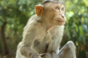 Indian macaques, bonnet macaques