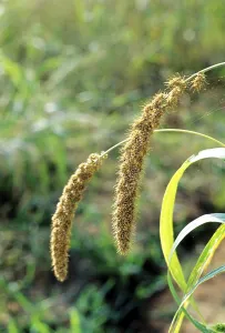 Indian Millet Foz tail millet Setaria italica Linn P Beauv