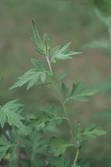 Indian mugwort (Artemisia dubia)