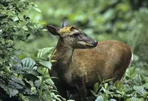 Indian Muntjac (Muntiacus muntjak), female
