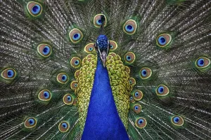 Indian peafowl (Pavo cristatus)
