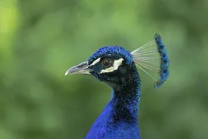 Indian peafowl (Pavo cristatus)