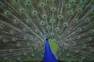 Indian peafowl (Pavo cristatus)