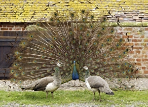 Indian Peafowl (Pavo cristatus)