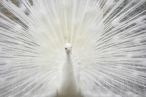 Indian Peafowl (Pavo cristatus)