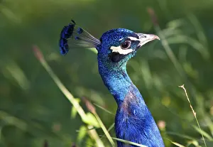 Indian peafowl (Pavo cristatus)