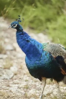 Indian peafowl (Pavo cristatus)