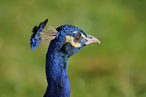 Indian peafowl (Pavo cristatus)