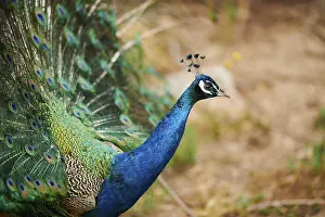 Indian peafowl (Pavo cristatus) doing a cartwheel