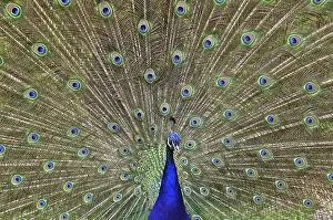 Indian peafowl (Pavo cristatus) peacock does cartwheel