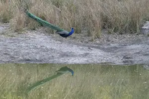 Indian peafowl (Pavo Scalloped ribbonfish)