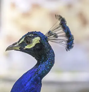 Indian peafowl (Pavo scalloped ribbonfish) at the castle of