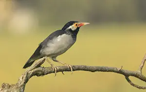 Indian pied myna (Gracupica contra) on a branch with a blurred natural background