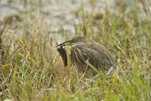 Indian Pond-heron (Ardeola grayii) adult