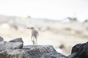Indian pond heron bird or paddybird sitting on a rock