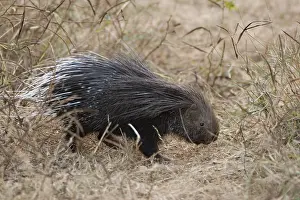 Indian porcupine (Hystrix indica)