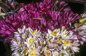 Indian red water lily (Nymphaea rubra) in front of Manakula Vinayagar Temple for sales in Puducherry Pondicherry
