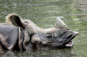 Indian Rhinoceros (Rhinocerons unicornis), side