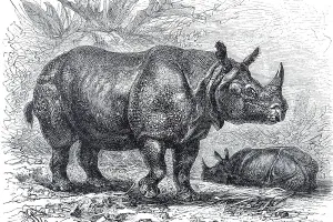 Indian Rhinoceros (Rhinoceros indicus)
