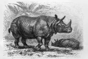 Indian rhinoceros (Rhinoceros unicornis)