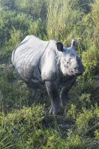 Indian rhinoceros (Rhinoceros unicornis) in elephant grass