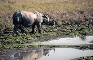 Indian Rhinoceros (Rhinoceros unicornis) in the swamp