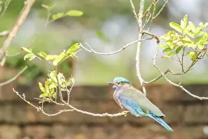 Indian Roller (Coracias benghalensis) on the branch