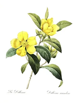 Indian rose apple, Dillenia indica or Chalta