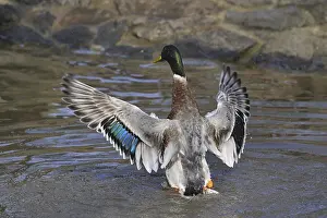 Indian Runner Duck (Anas platyrhynchos domesticus)