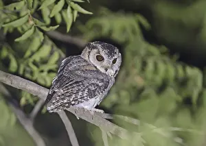 Indian Scops-owl (Otus bakkamoena bakkamoena)