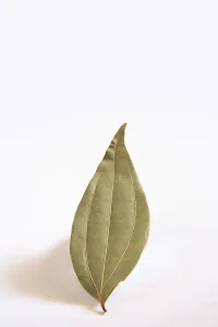 Indian spice, dried Bay Leaf Taj Patta Laurus nobilis Cinnamomum tamala on white background