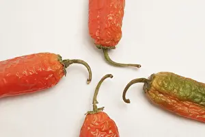 Indian spice in the form of one semi dried red pepper also known as chilly