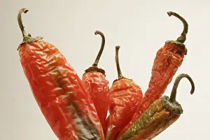 Indian spice in the form of one semi dried red pepper also known as chilly